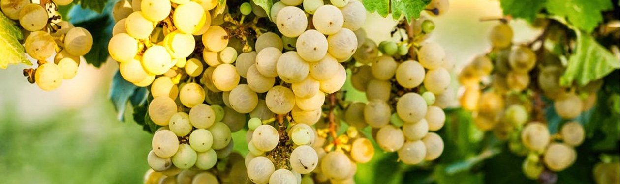 Moscatel