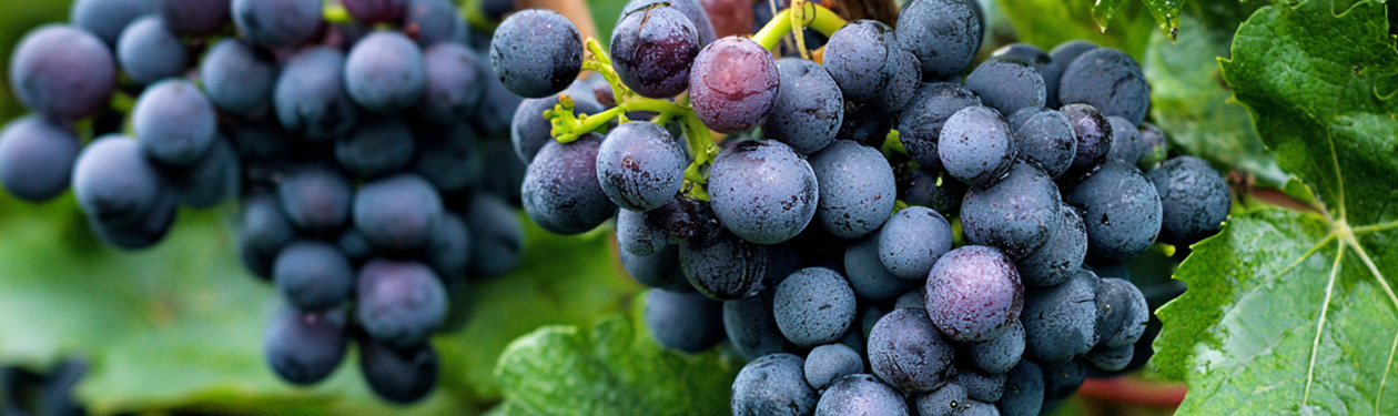 Petit Verdot
