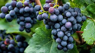 Petit Verdot