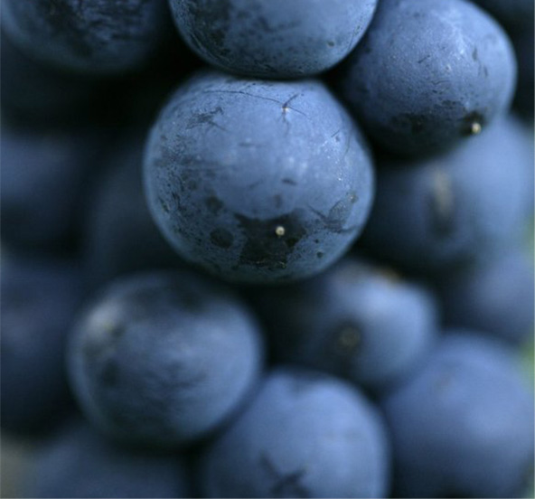 Uva Gamay plantada nos vinhedos localizados nas denominações Beaujolais e Beaujolais-Villages